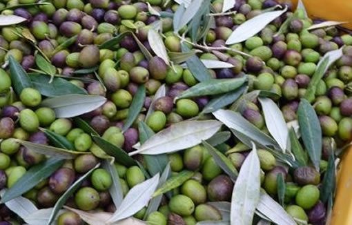 The olive farmers, CC BY-SA 2.0 , via Wikimedia Commons